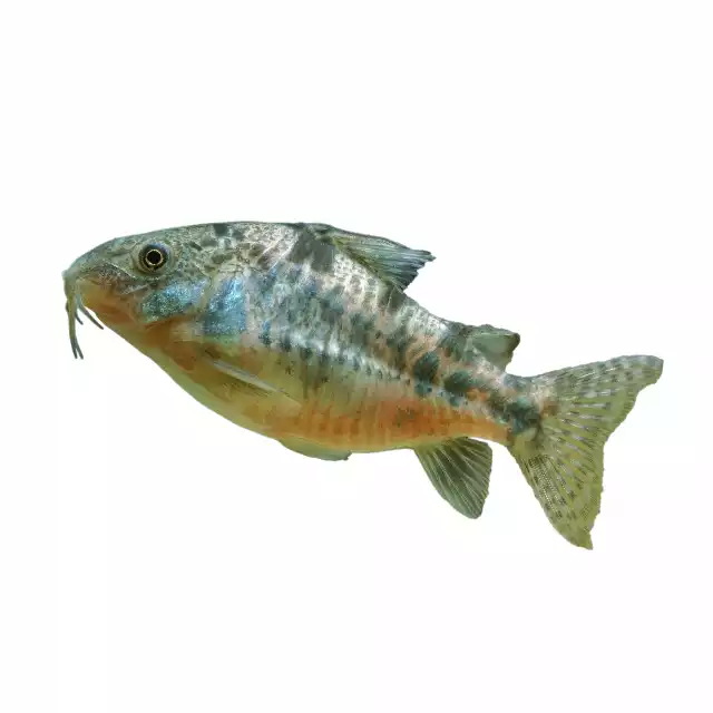 Corydoras bronze (Corydoras aeneus)