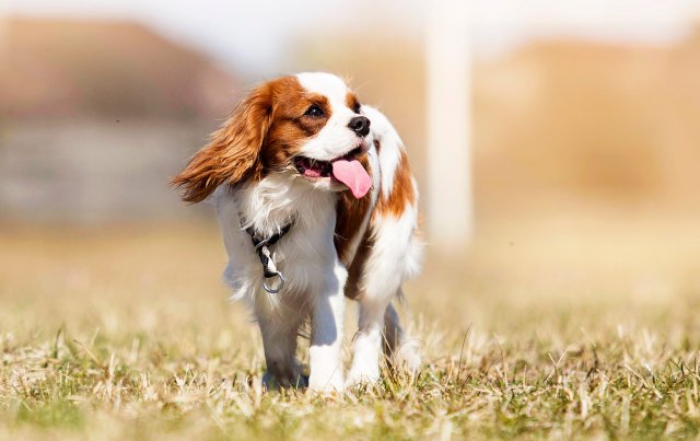 Photo Cavalier King Charles Spaniel #3