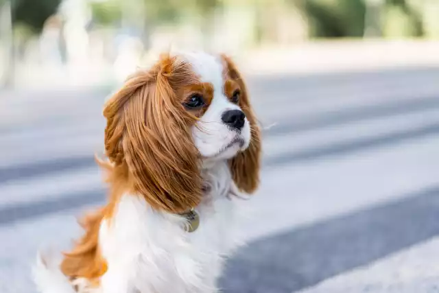 Photo Cavalier King Charles Spaniel #2