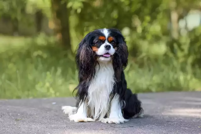 Photo Cavalier King Charles Spaniel #1