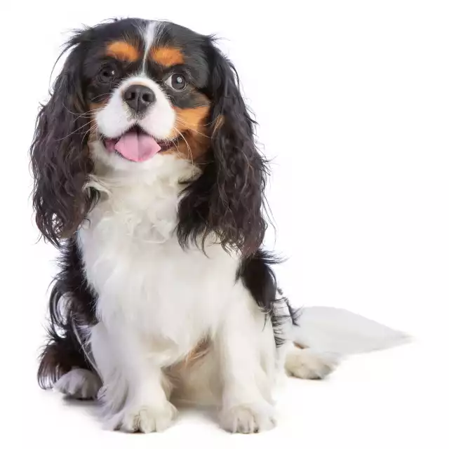 Cavalier King Charles Spaniel