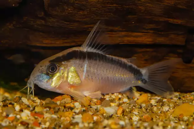 Photo Corydoras à dos noir (Corydoras metae) #1