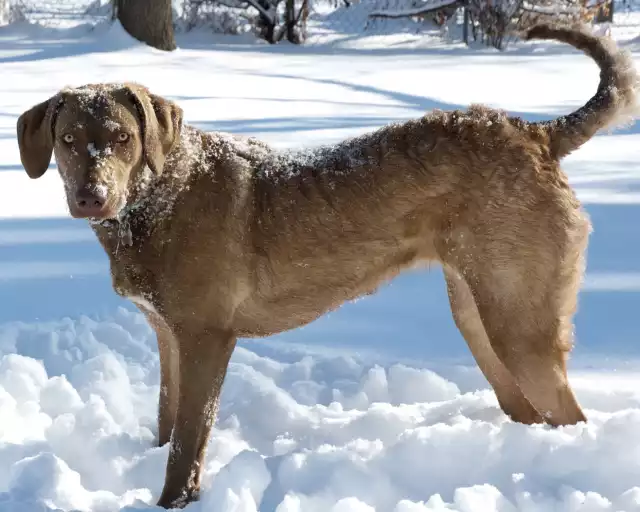 Photo Chesapeake Bay Retriever #3