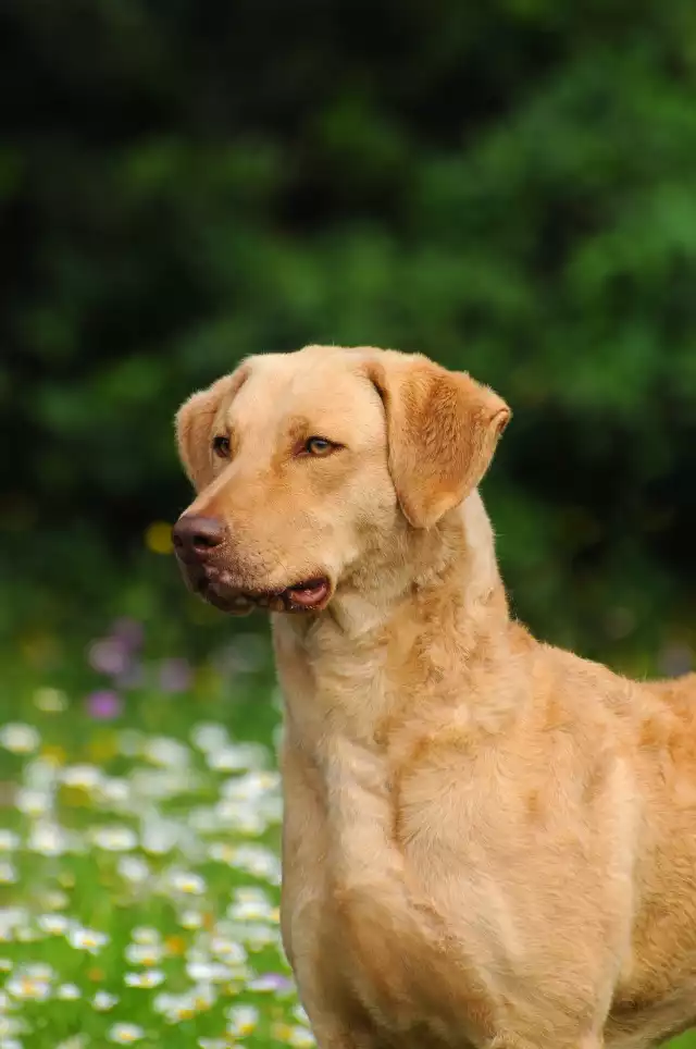 Photo Chesapeake Bay Retriever #2