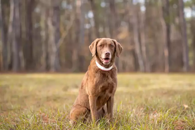 Photo Chesapeake Bay Retriever #1