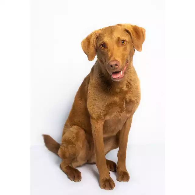 Chesapeake Bay Retriever