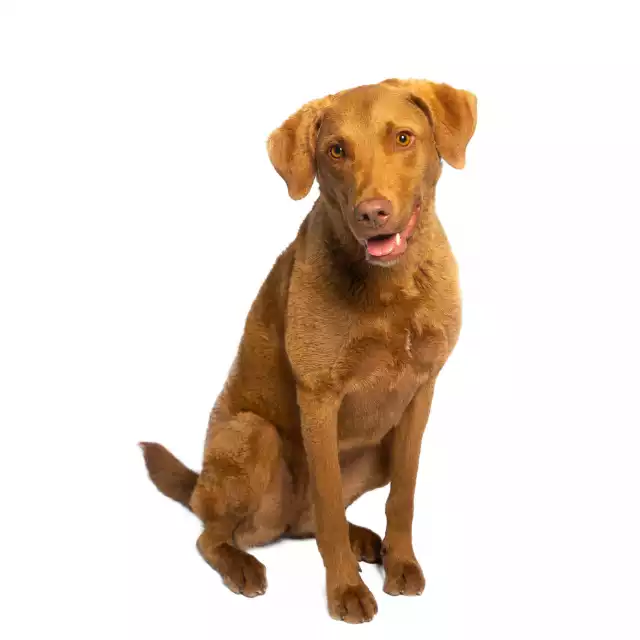 Chesapeake Bay Retriever