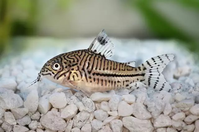 Photo Corydoras à trois bandes (Corydoras trilineatus) #3