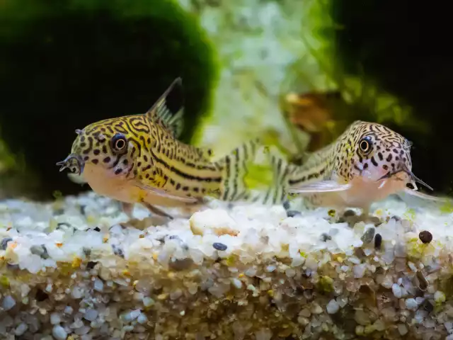 Photo Corydoras à trois bandes (Corydoras trilineatus) #2