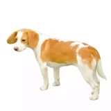 Photo Chien courant d’Istrie à poil ras