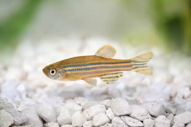 Photo Poisson zèbre (Danio rerio) #3