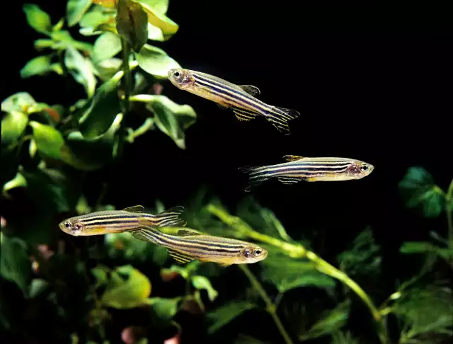 Photo Poisson zèbre (Danio rerio) #2