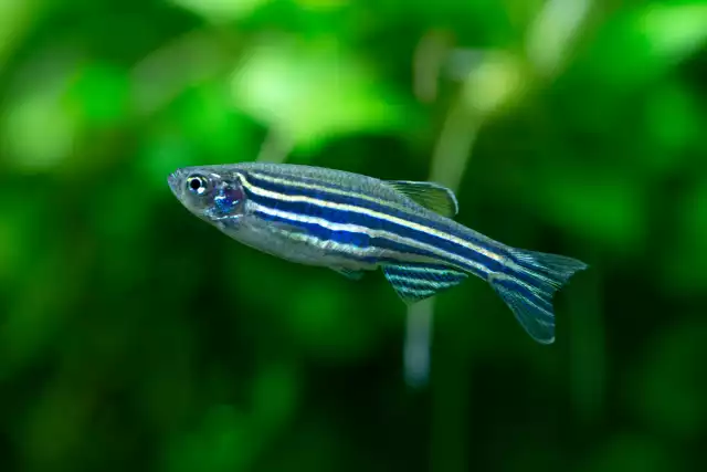 Photo Poisson zèbre (Danio rerio) #1