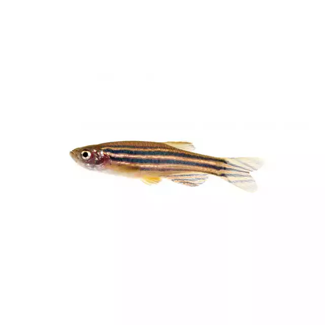 Poisson zèbre (Danio rerio)