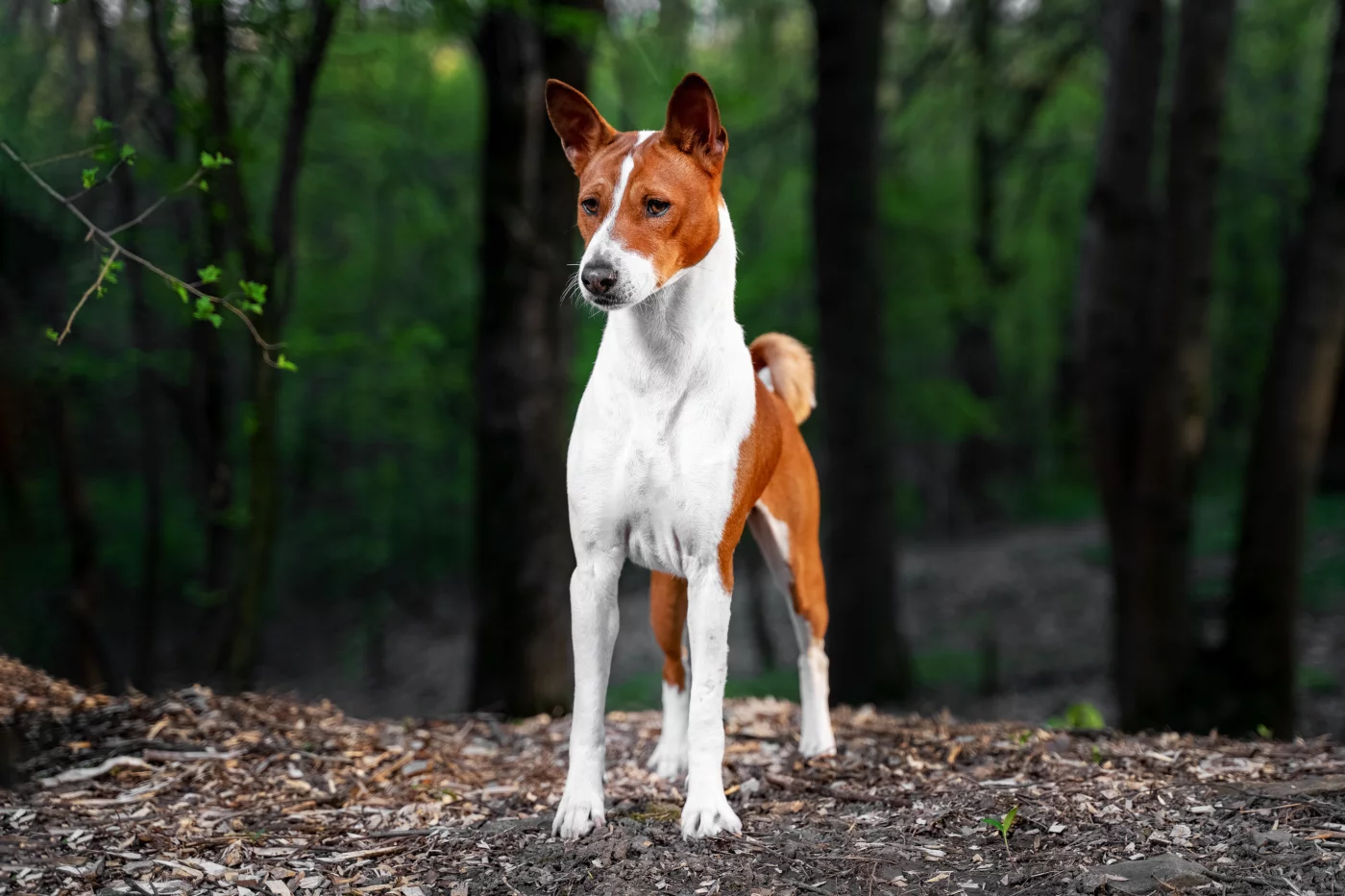 Chien de race Basenji