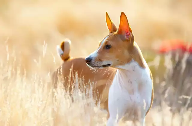 Photo Basenji #4