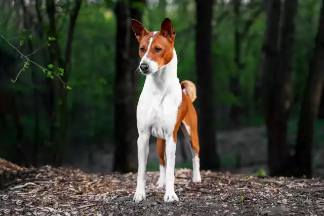 Photo Basenji #3