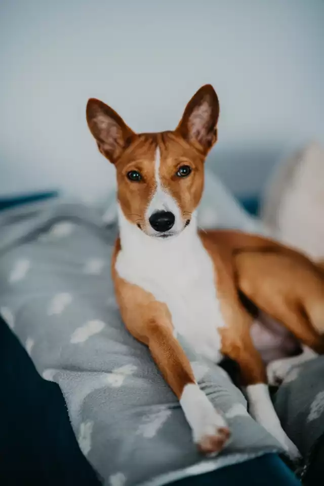 Photo Basenji #2