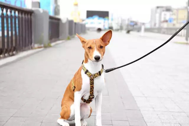 Photo Basenji #1