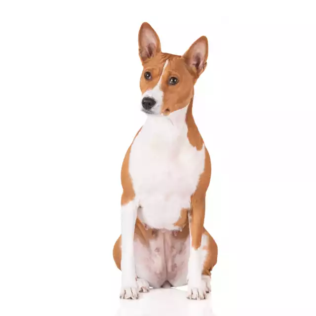 Photo Basenji