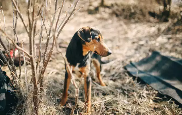 Photo Chien courant grec #3