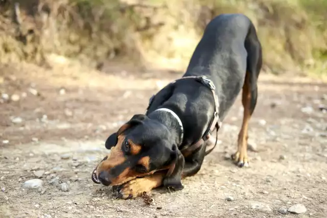 Photo Chien courant grec #2