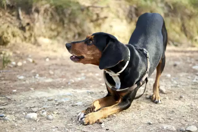 Photo Chien courant grec #1