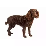 Photo Chien d’eau américain