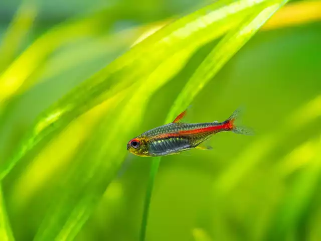 Photo Néon rose (Hemigrammus erythrozonus) #2