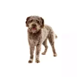 Photo Chien d’eau romagnol