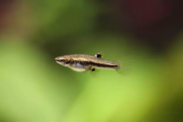 Photo Poisson moustique (Heterandria formosa) #2