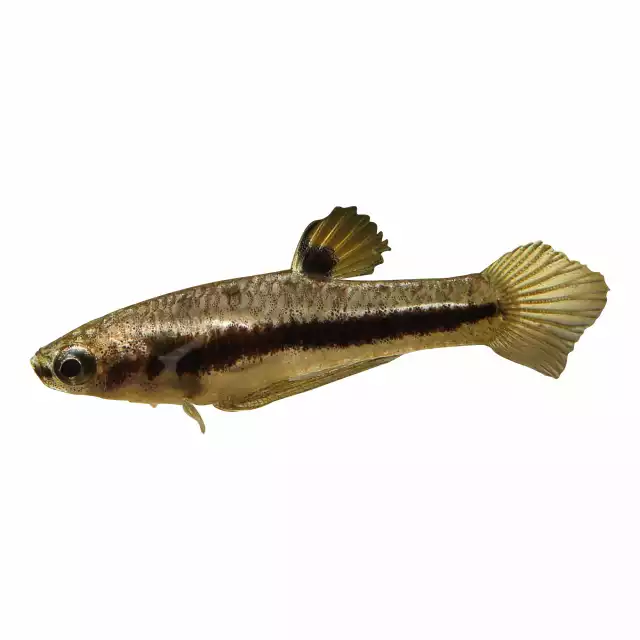 Poisson moustique (Heterandria formosa)