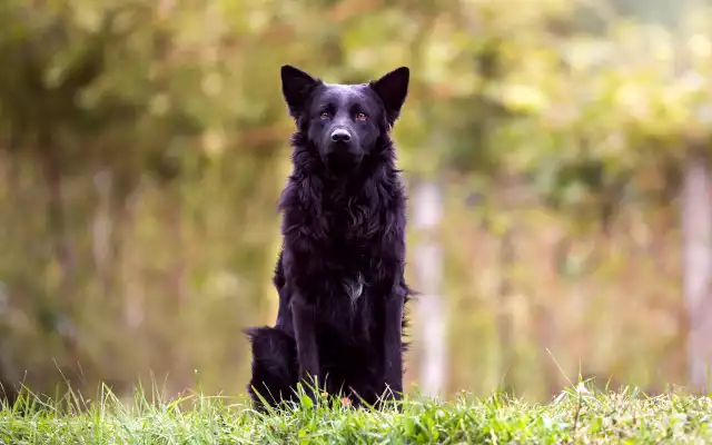 Photo Chien de berger croate #2