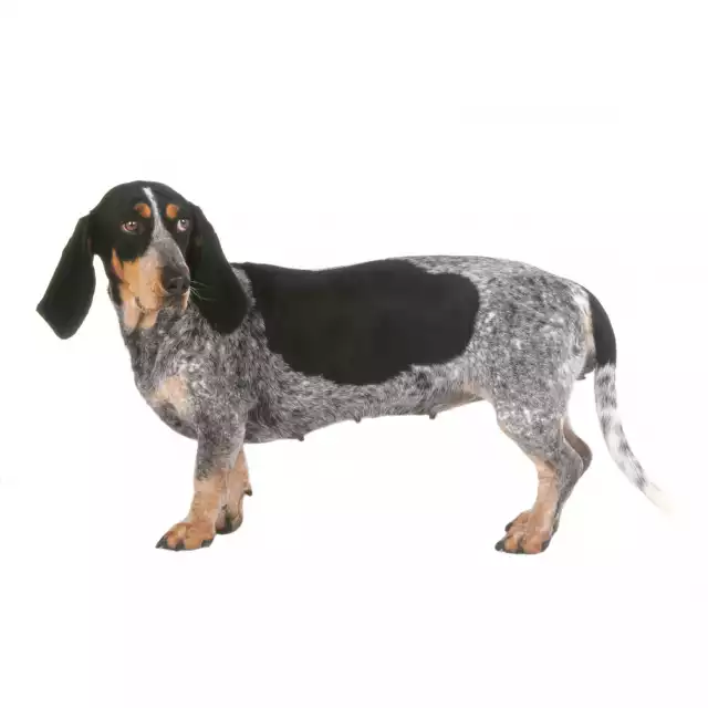 Basset Bleu de Gascogne