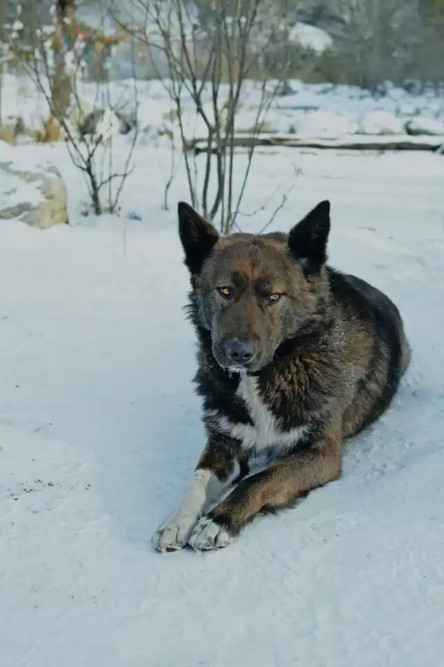 Photo Chien du Groenland #2