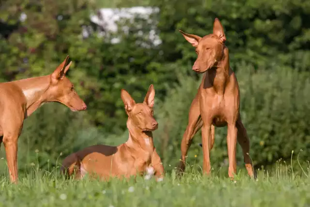 Photo Chien du pharaon #3