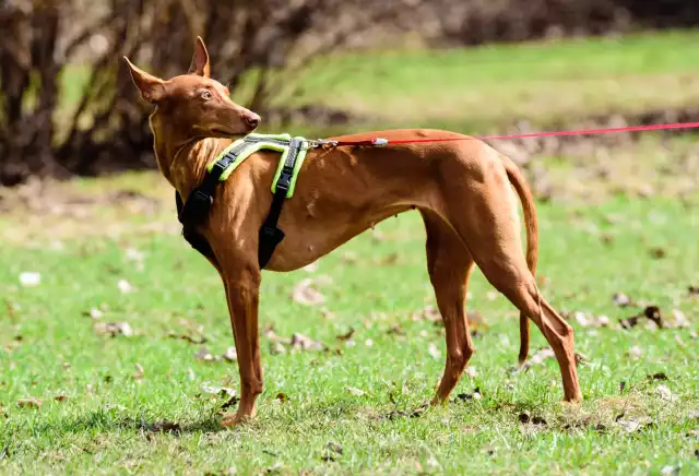 Photo Chien du pharaon #2