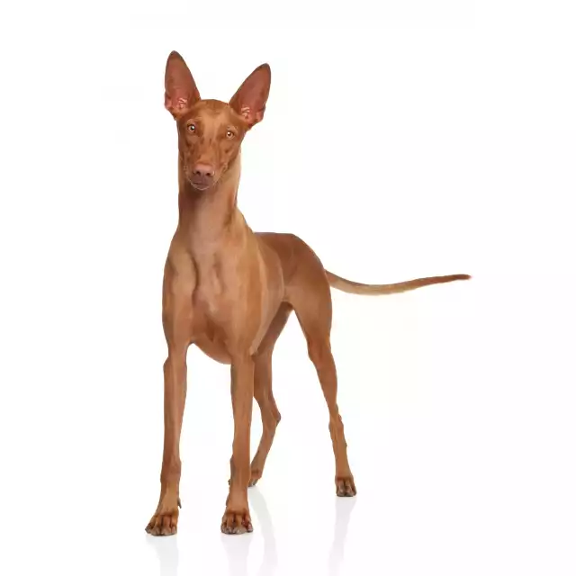 Chien du pharaon