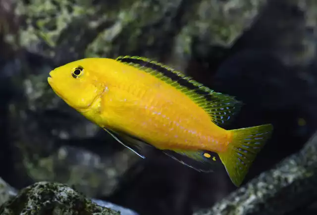 Photo Labido jaune (Labidochromis caeruleus) #3