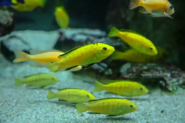 Photo Labido jaune (Labidochromis caeruleus) #2
