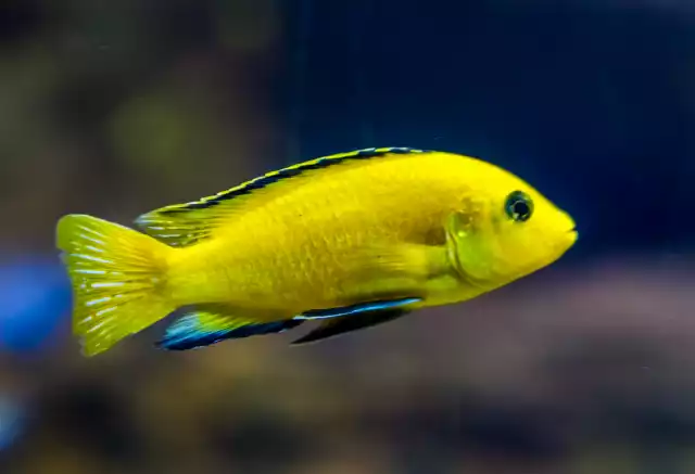 Labido jaune (Labidochromis caeruleus)