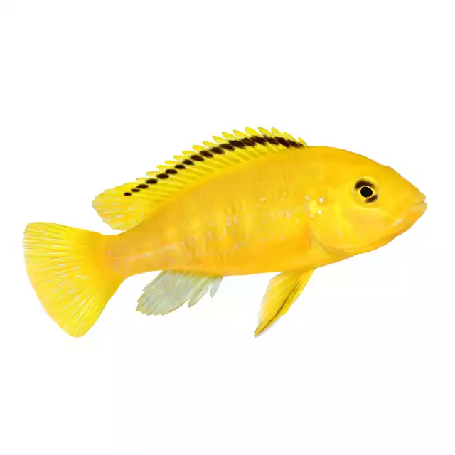 Labido jaune (Labidochromis caeruleus)