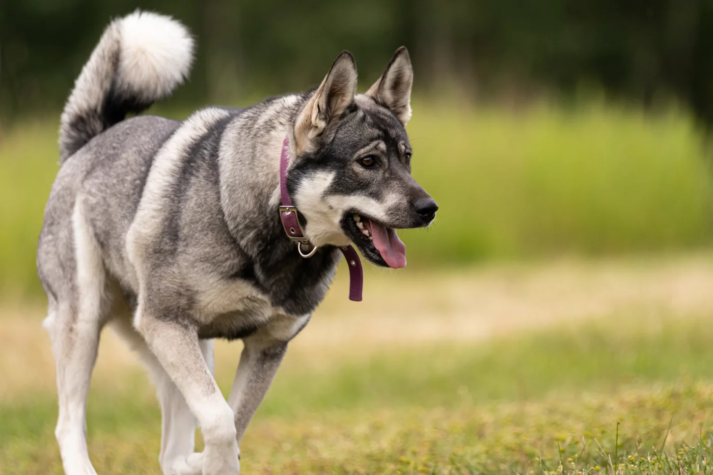 Chien elkhound sales