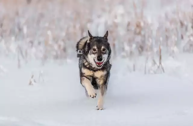 Photo Chien d’élan suédois #1