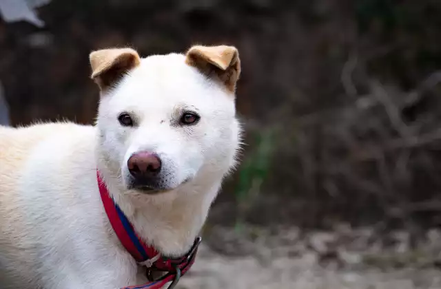 Photo Jindo Coréen #2