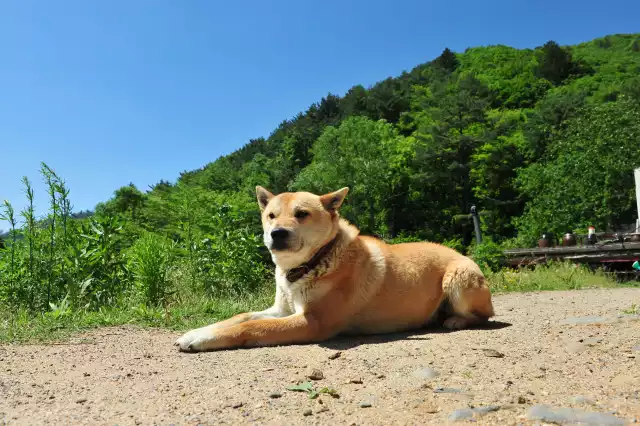 Photo Jindo Coréen #1