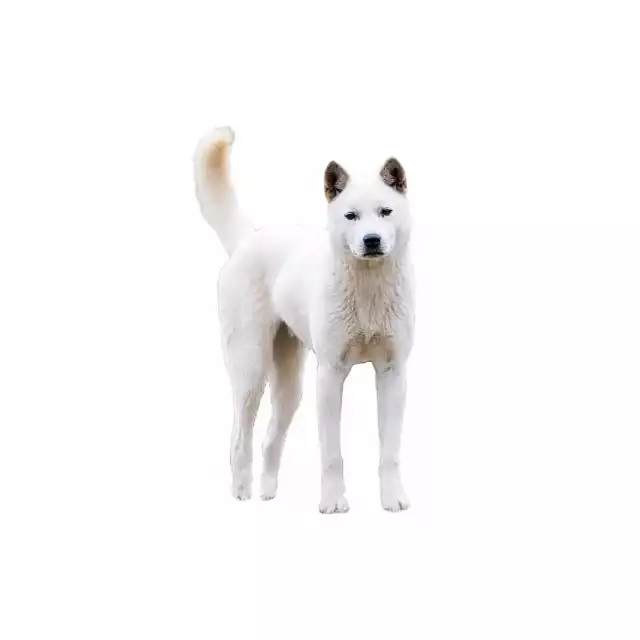 Jindo Coréen