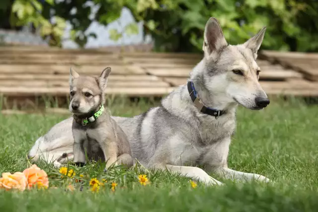 Photo Chien Loup de Saarloos #2