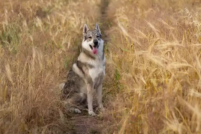 Photo Chien Loup Tchécoslovaque #3