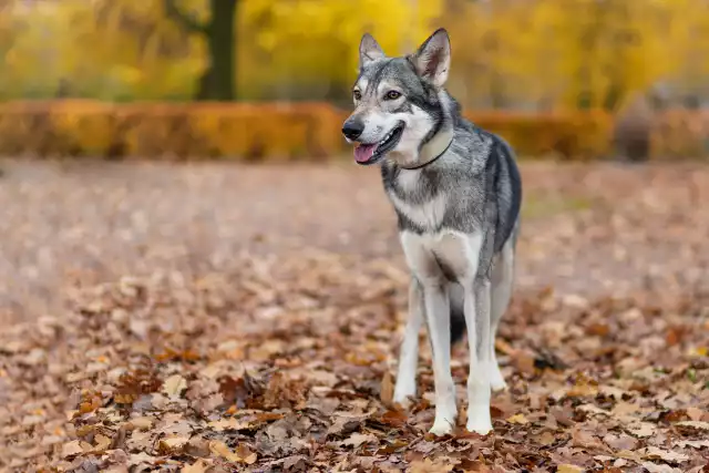 Photo Chien Loup Tchécoslovaque #2